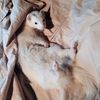 mbendigo